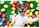 Dog Daycare & Boarding in Dubai