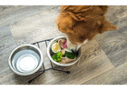Dog food jlt dubai
