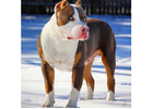 American Bully and American Pitbull Terrier Puppies for sale